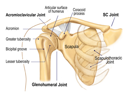 shoulder joint