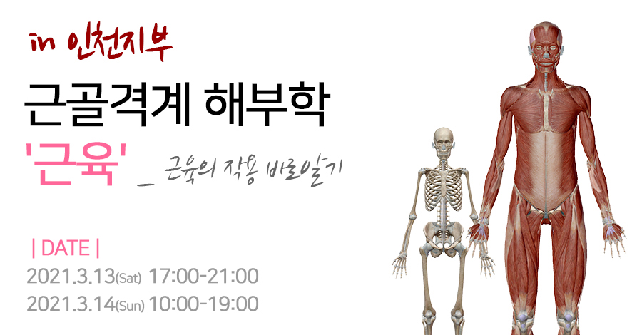 모던필라테스_인천_근육.jpg
