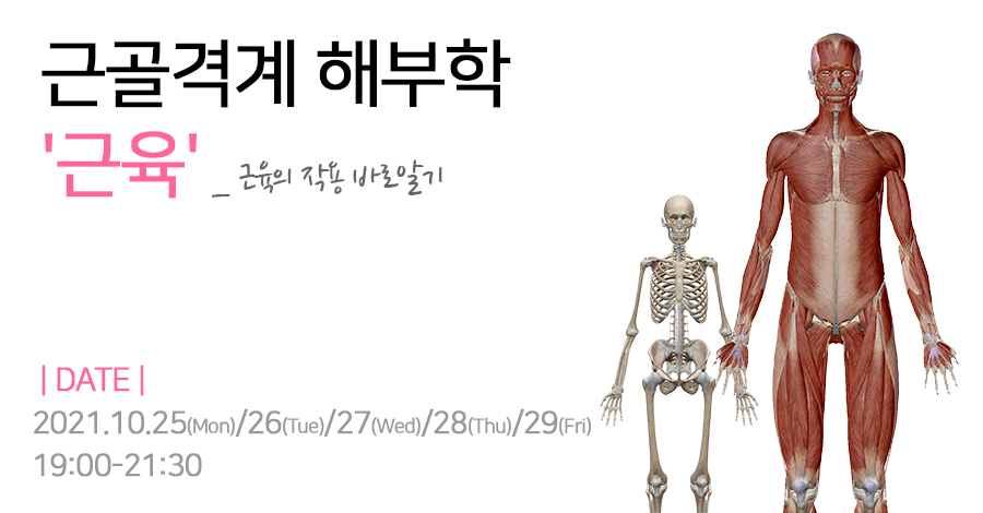 모던필라테스_근육.jpg